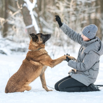 Собаки в добрые руки - Каир - 3