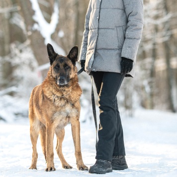 Собаки в добрые руки - Каир - 4