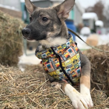 Собаки в добрые руки - Любимчик - 1