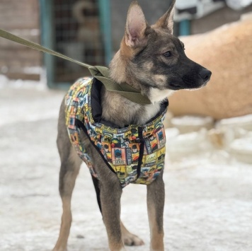 Собаки в добрые руки - Любимчик - 2