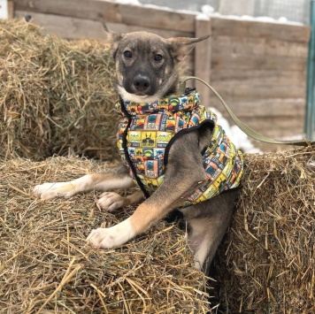 Собаки в добрые руки - Любимчик - 3