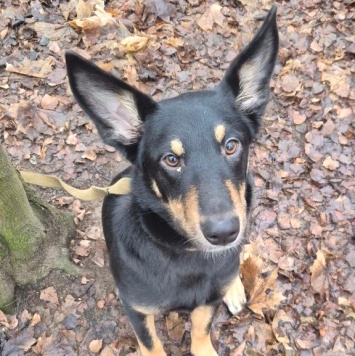 Собаки в добрые руки - Альфа