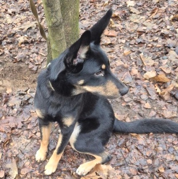 Собаки в добрые руки - Альфа - 1