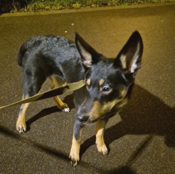 Собаки в добрые руки - Альфа - 2