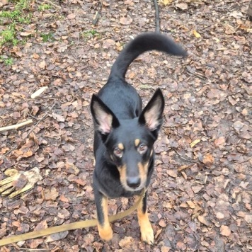 Собаки в добрые руки - Альфа - 3