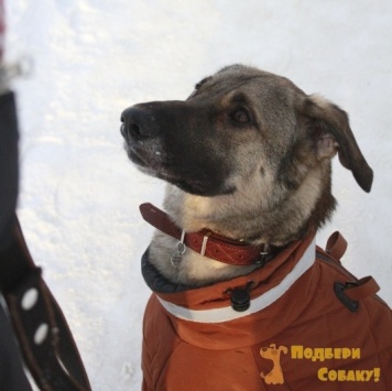 Собаки в добрые руки - Найда