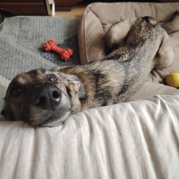 Собаки в добрые руки - Найда - 1