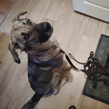 Собаки в добрые руки - Найда - 2