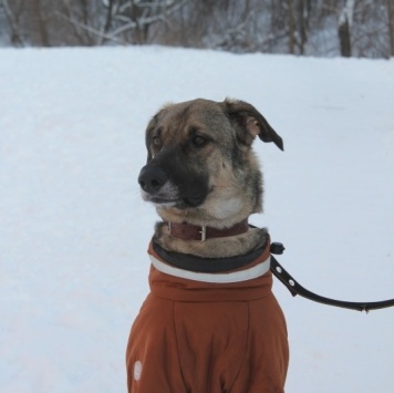 Собаки в добрые руки - Найда - 3