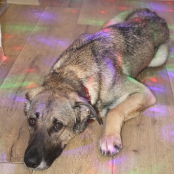 Собаки в добрые руки - Найда - 4