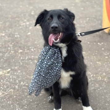 Собаки в добрые руки - Оливка