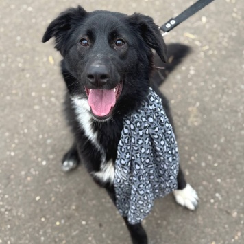 Собаки в добрые руки - Оливка - 1