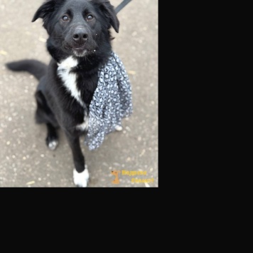 Собаки в добрые руки - Оливка - 2