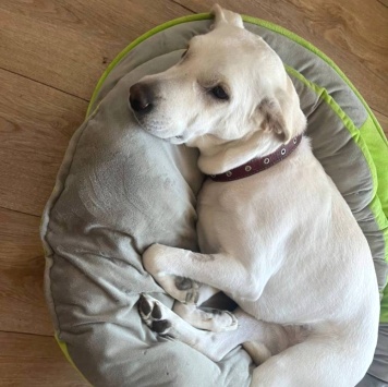 Собаки в добрые руки - Бемби - 1