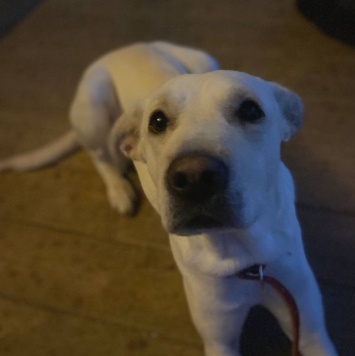 Собаки в добрые руки - Бемби - 2