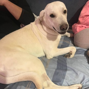 Собаки в добрые руки - Бемби - 3