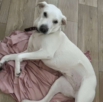 Собаки в добрые руки - Бемби - 4