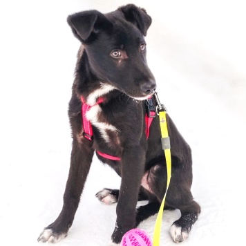 Собаки в добрые руки - Лаки