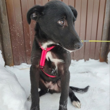 Собаки в добрые руки - Лаки - 1