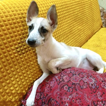 Собаки в добрые руки - Юми