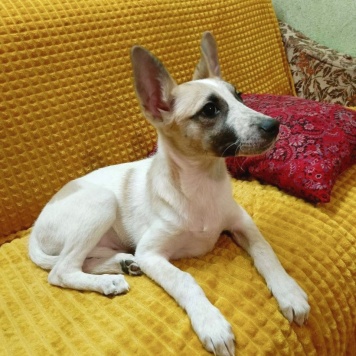 Собаки в добрые руки - Юми - 1