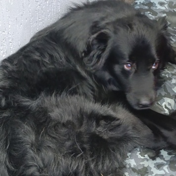 Собаки в добрые руки - Трюфель