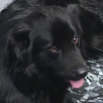 Собаки в добрые руки - Трюфель - 1