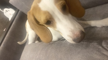 Собаки в добрые руки - Вайти