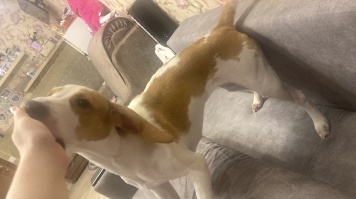 Собаки в добрые руки - Вайти - 1