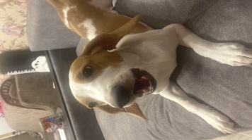 Собаки в добрые руки - Вайти - 2