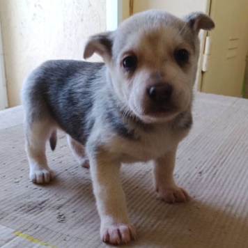 Нет имени - Собаки в добрые руки