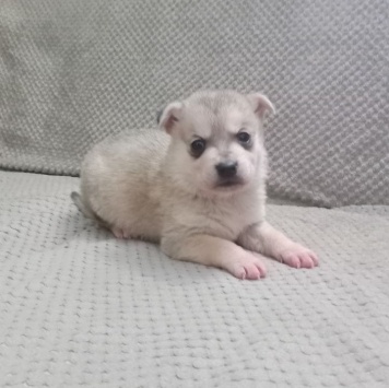 Собаки в добрые руки - Нет имени - 1