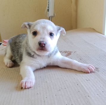 Собаки в добрые руки - Нет имени - 2