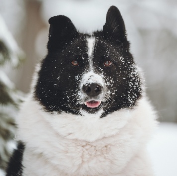 Собаки в добрые руки - Север