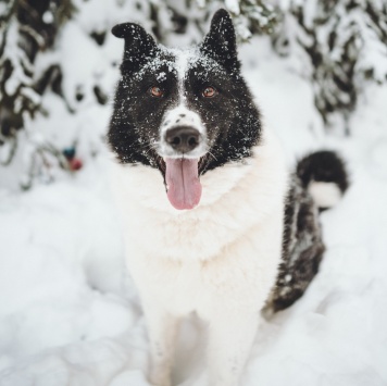 Собаки в добрые руки - Север - 1