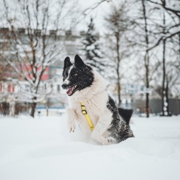 Собаки в добрые руки - Север - 2
