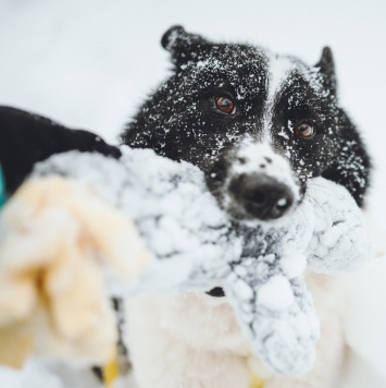 Собаки в добрые руки - Север - 3