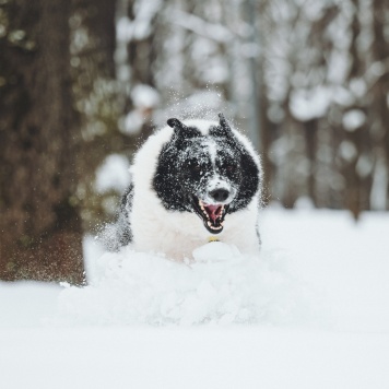 Собаки в добрые руки - Север - 4