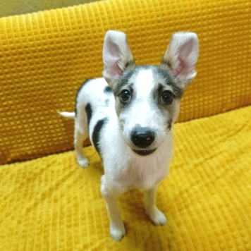 Юкон - Собаки в добрые руки