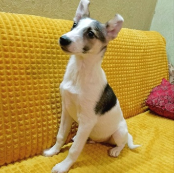 Собаки в добрые руки - Юкон - 1