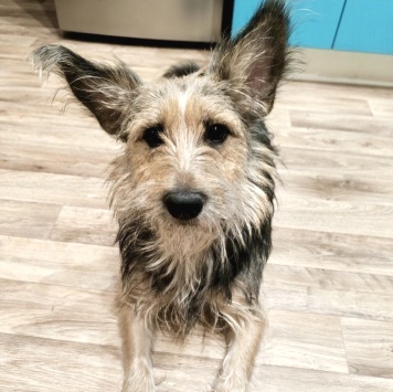 Тася - Собаки в добрые руки