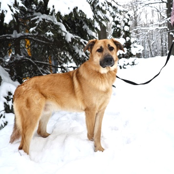 Коржик - Собаки в добрые руки