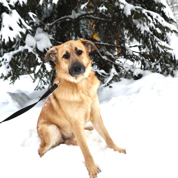 Собаки в добрые руки - Коржик - 1