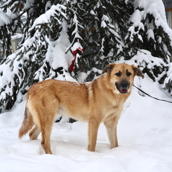Собаки в добрые руки - Коржик - 2