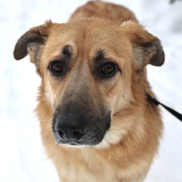 Собаки в добрые руки - Коржик - 3