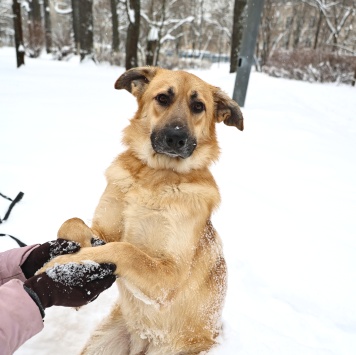 Собаки в добрые руки - Коржик - 4