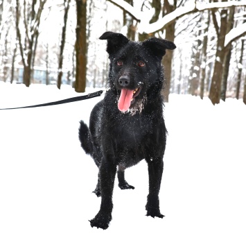 Собаки в добрые руки - Маус