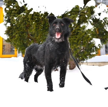 Собаки в добрые руки - Маус - 1