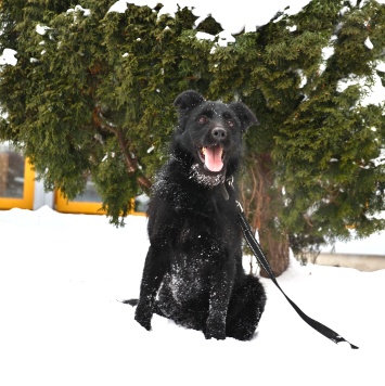 Собаки в добрые руки - Маус - 2