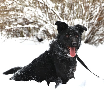 Собаки в добрые руки - Маус - 3